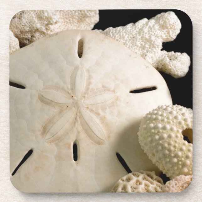 Weiße Muscheln und Sand Dollar Untersetzer (Vorderseite)