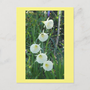 Weiße Narzissen Arctic Bells DIY Postkarte