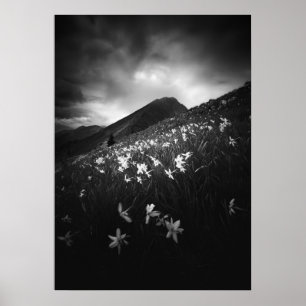 Weiße Narzissen Blume in Dunkelheit Poster