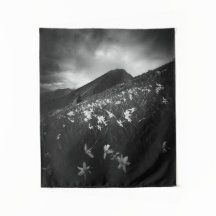 Weiße Narzissen Blume in Dunkelheit