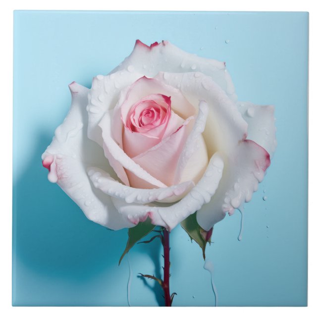 Weiße nasse Rose auf türkisblauem Hintergrund Fliese (Vorderseite)