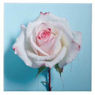 Weiße nasse Rose auf türkisblauem Hintergrund Fliese