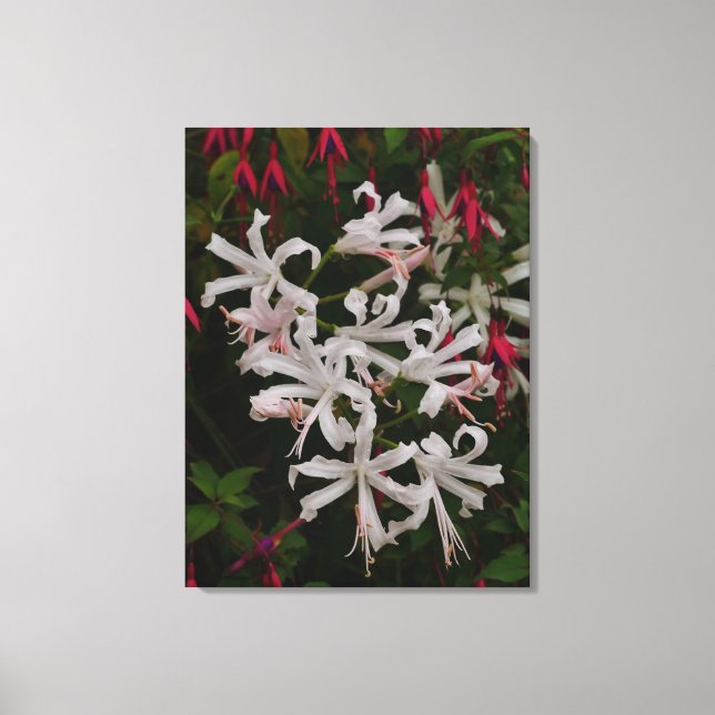 Weiße Nerine-Blumen Leinwanddruck (Vorderseite)