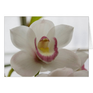 Weiße Orchidee