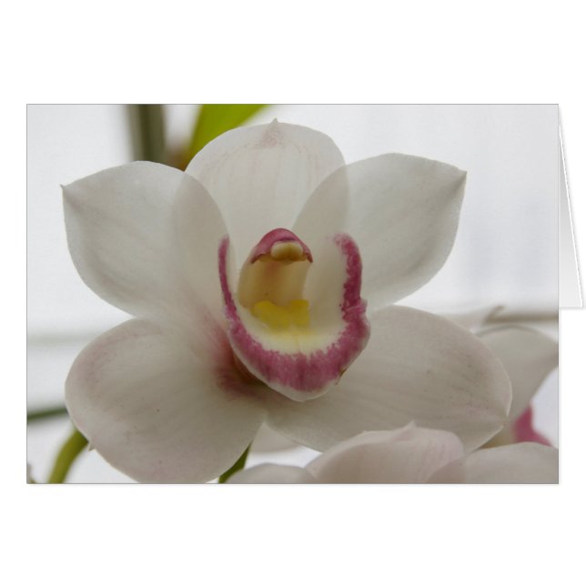 Weiße Orchidee (Vorderseite (Horizontal))