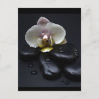 Weiße Orchidee auf schwarzen Steinen