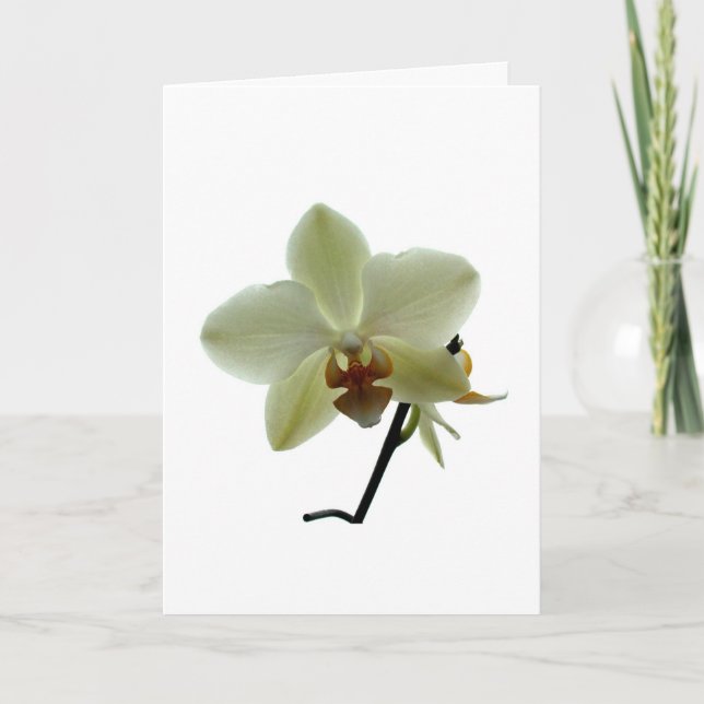 Weiße Orchidee Feiertagskarte (Vorderseite)