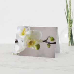 Weiße Orchidee • Gruß-Karte Karte