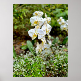 Weiße Orchidee Poster