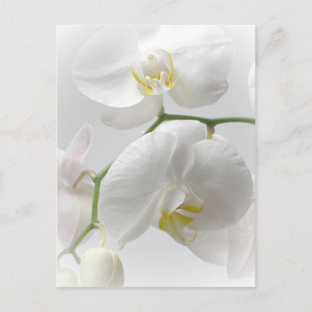Weiße Orchidee Postkarte (Vorderseite)