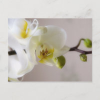Weiße Orchidee Postkarte