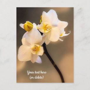 Weiße Orchidee Postkarte