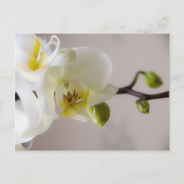 Weiße Orchidee Postkarte (Vorderseite)