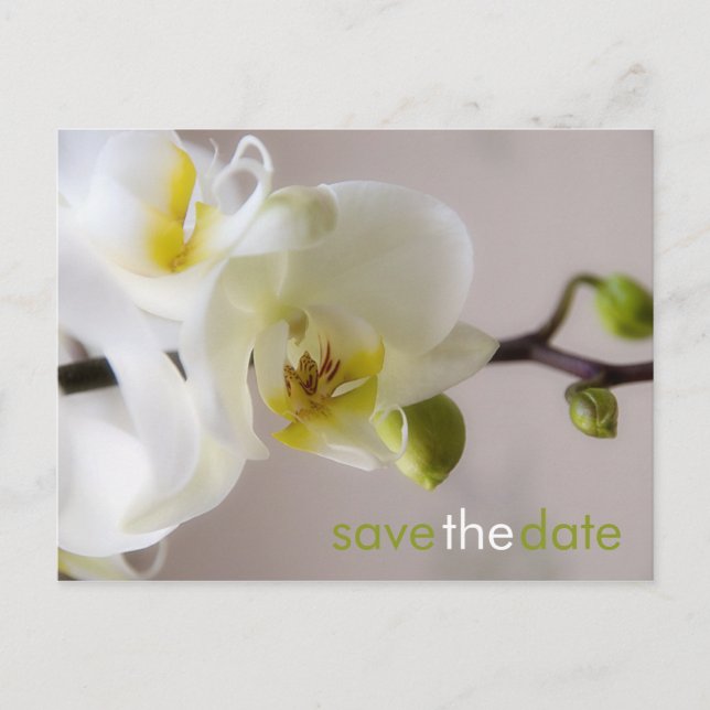 Weiße Orchidee Save the Date Postkarte (Vorderseite)