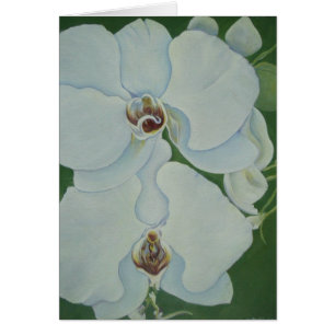 Weiße Orchideen