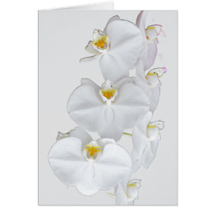 Weiße Orchideen