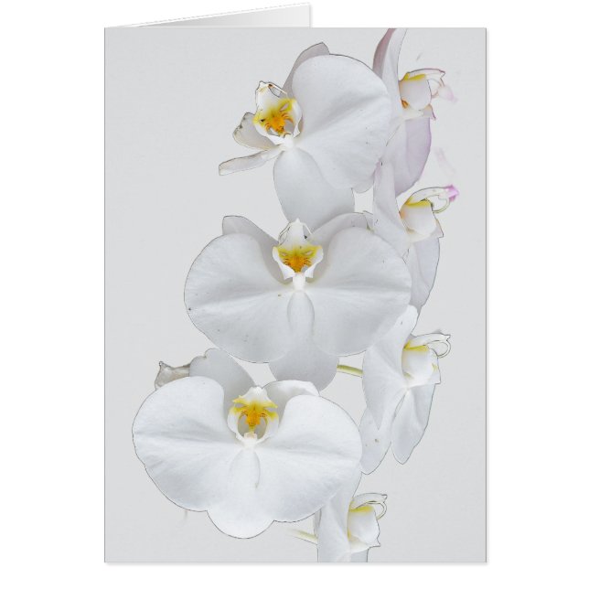 Weiße Orchideen (Vorne)