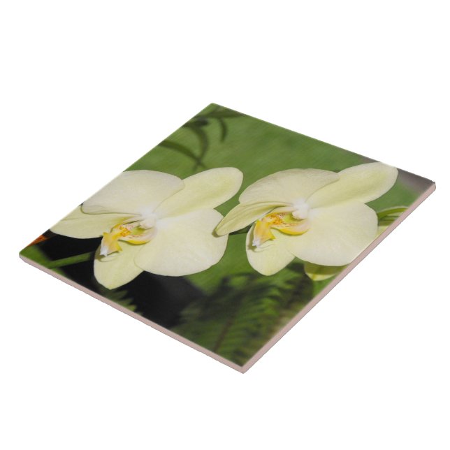 Weiße Orchideen auf grünem Hintergrund Fliese (Seite)