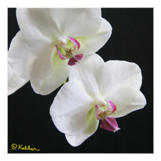 Weiße Orchideen auf Schwarz 20x20 Poster