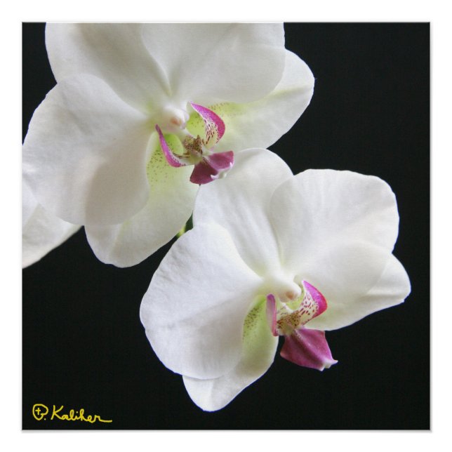 Weiße Orchideen auf Schwarz 20x20 Poster (Vorderseite)