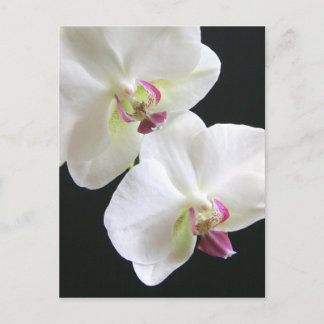 Weiße Orchideen auf schwarz Postkarte