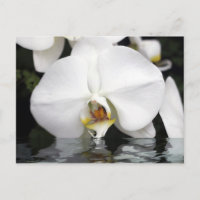 Weiße Orchideen aus der Wasserpostkarte