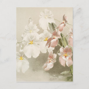 Weiße Orchideen-Blume alte Vintage-Illustration Postkarte