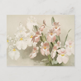 Weiße Orchideen-Blume alte Vintage-Illustration Postkarte