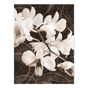 Weiße Orchideen-Blume Sepia Schwarzer Hintergrund Fotodruck