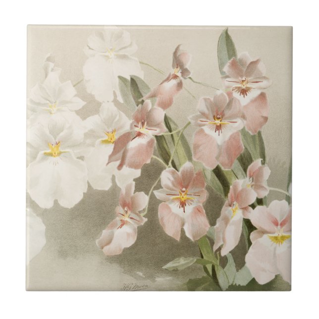 Weiße Orchideen Blume Vintag Alte Illustration Fliese (Vorderseite)
