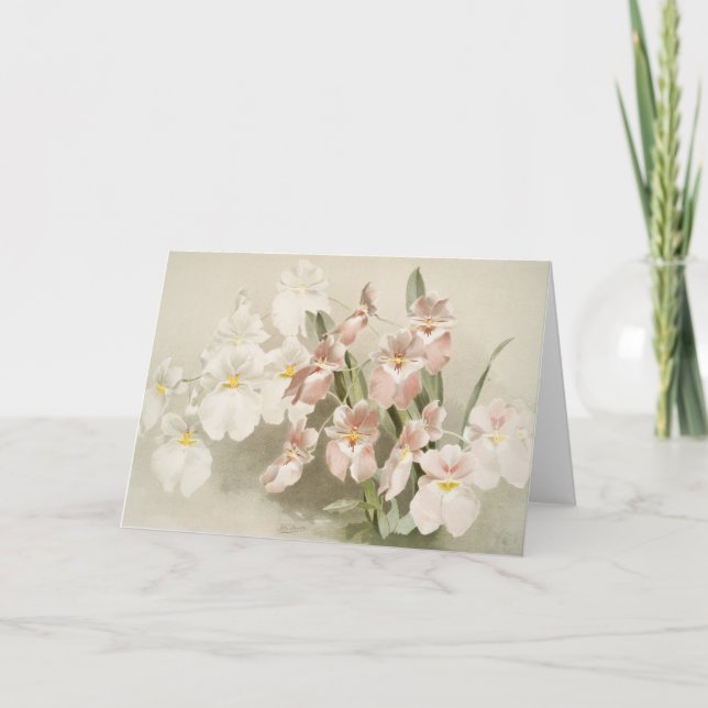 Weiße Orchideen Blume Vintag Alte Illustration Karte (Vorderseite)