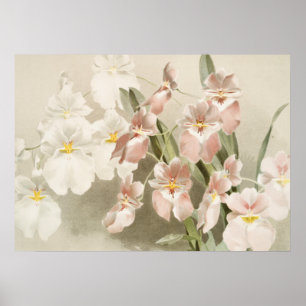 Weiße Orchideen-Blüten-Vintage-Alt-Illustration Poster