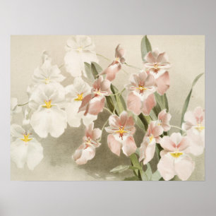 Weiße Orchideen-Blüten-Vintage-Alt-Illustration Poster