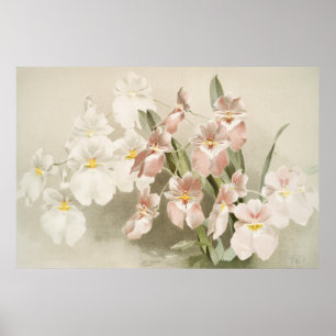Weiße Orchideen-Blüten-Vintage-Alt-Illustration Poster