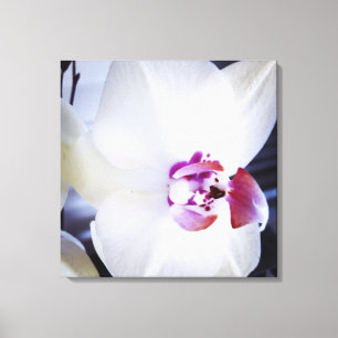 Weiße Orchideen Floral Canvas Print Leinwanddruck