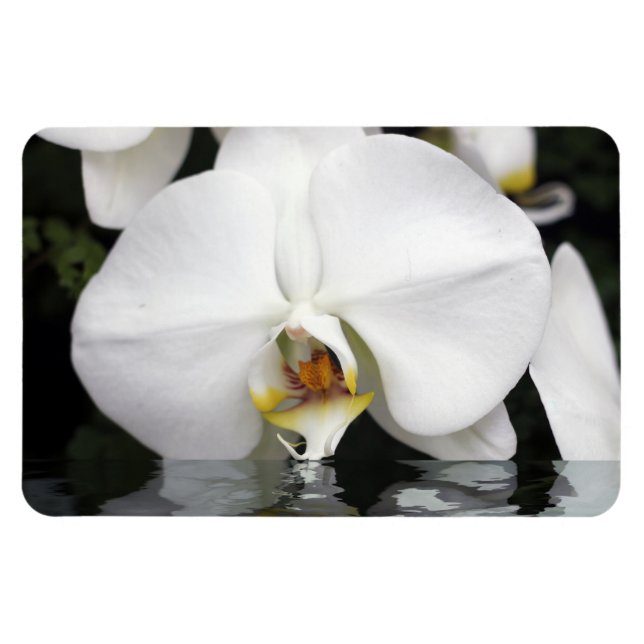 Weiße Orchideen in Wasser, flexibles Foto Magnet (Horizontal)