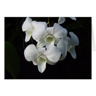 Weiße Orchideen-Karte