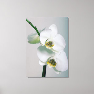 Weiße Orchideen Leinwandbild Leinwanddruck