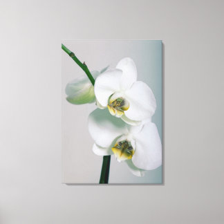 Weiße Orchideen Leinwandbild Leinwanddruck