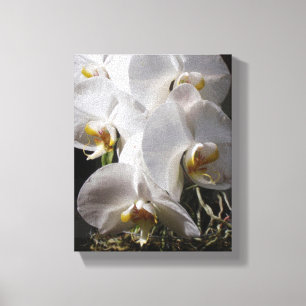 Weiße Orchideen Leinwanddruck