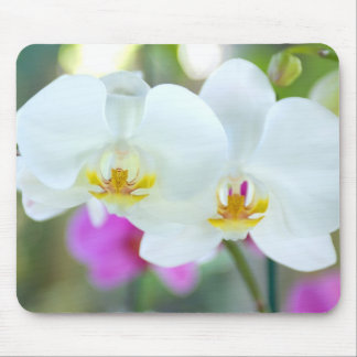 Weiße Orchideen Mousepad