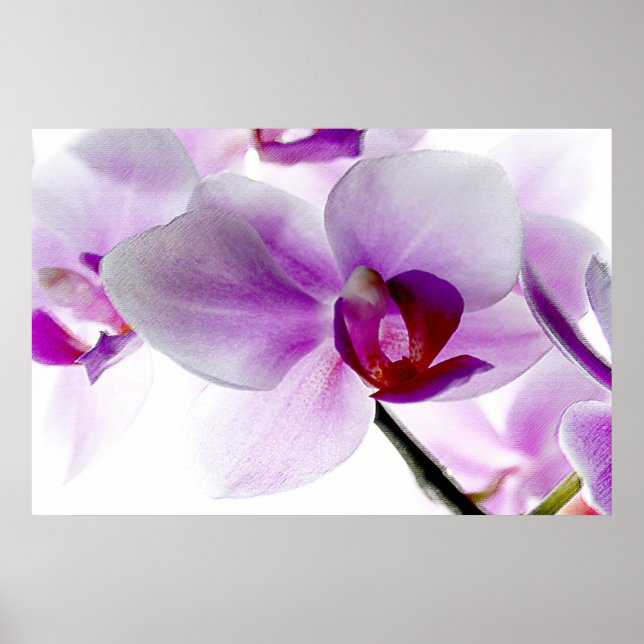 Weiße Orchideen Poster (Vorne)