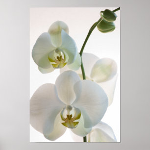Weiße Orchideen Poster