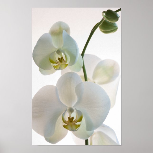 Weiße Orchideen Poster (Vorne)
