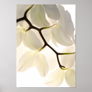 Weiße Orchideen Poster