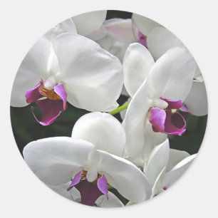 Weiße Orchideen Runder Aufkleber