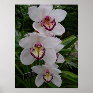 Weiße Orchideen Schöne tropische Blume Poster