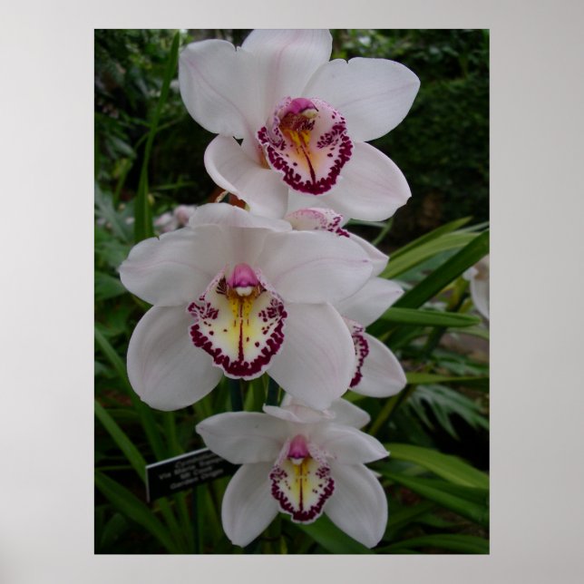 Weiße Orchideen Schöne tropische Blume Poster (Vorne)
