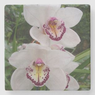 Weiße Orchideen Schöne tropische Blume Steinuntersetzer