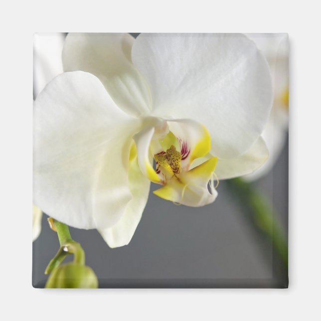 Weiße Orchideenblüte Magnet (Vorne)